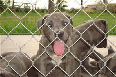 American Pit Bull Puppies for Sale